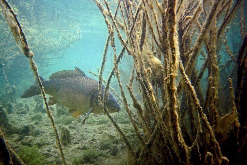 foto bune. - 13819754205825447079471759269947n.jpg